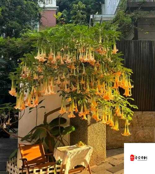 探索创造与魔法中的曼陀罗花,多重奇效与无尽魅力