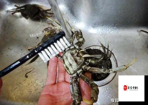 创造与魔法,解锁姜牛肉酱的美味秘籍