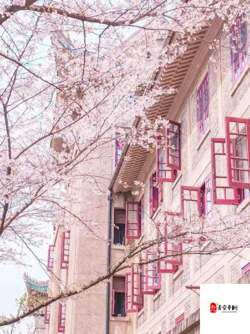 樱花官网官方入门网站 2023:开启精彩之旅
