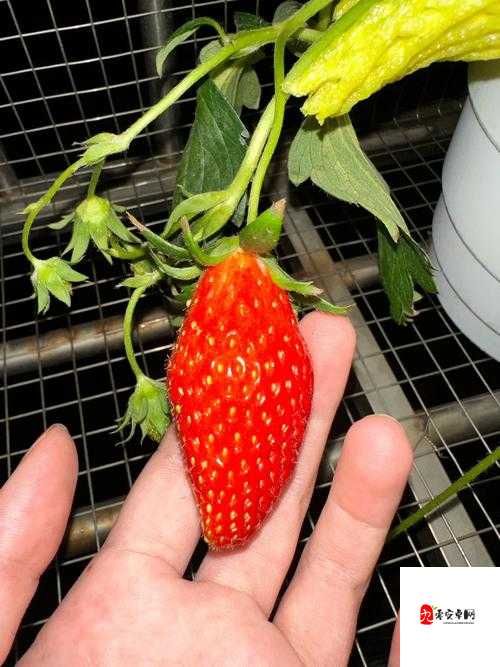香蕉西瓜草莓茄子视频 APP:精彩内容等你来探索