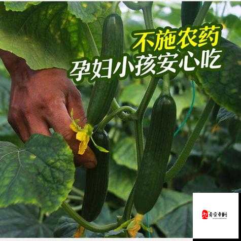草莓香蕉榴莲丝瓜 18 岁可以吃吗:饮食疑惑解答
