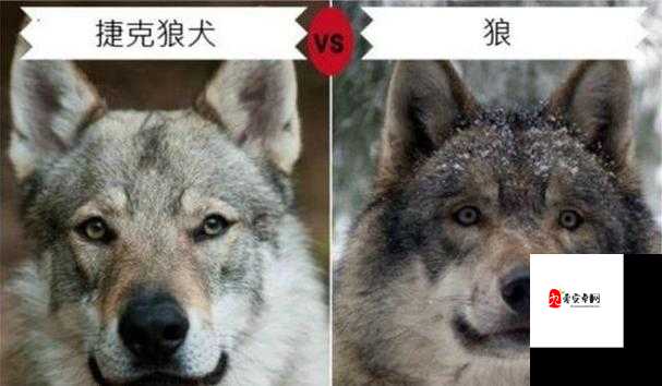 狗配人怎样配:探索动物与人类的特殊关系及可能性