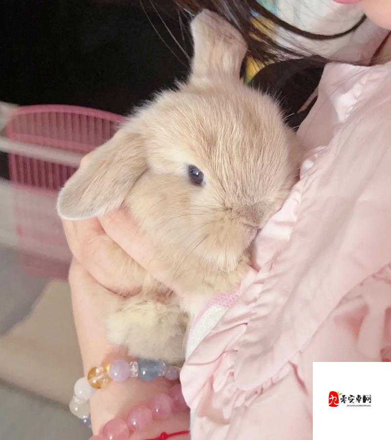 初中女生的小兔子长什么样:可爱软萌模样惹人怜