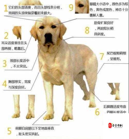 人狗胶配方大全:揭秘狗狗拨不出来的秘密