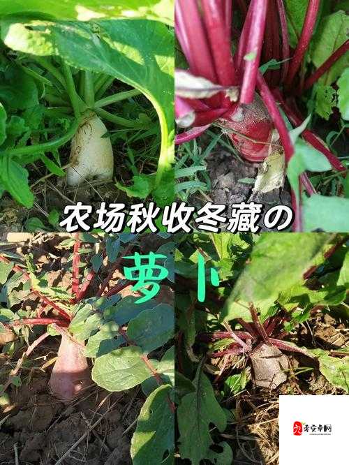 拔萝卜痛又叫降黄 9.1:其背后的原理与意义探讨