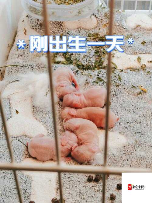 咬小兔兔的视频教程:揭秘私密技巧,让你和伴侣更亲密