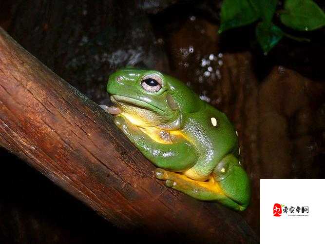 精灵之境雨蛙表现如何,雨蛙整体实力介绍及其在资源管理中的重要性