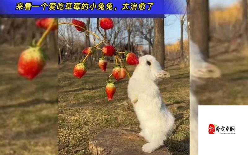 男生为什么喜欢舔你的小兔兔呢:这背后的原因值得探讨