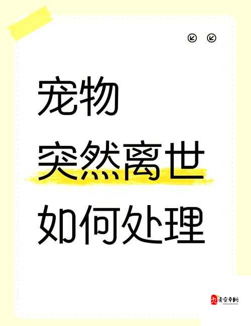 猫咪不见了该怎么办:快速寻找猫咪的实用指南