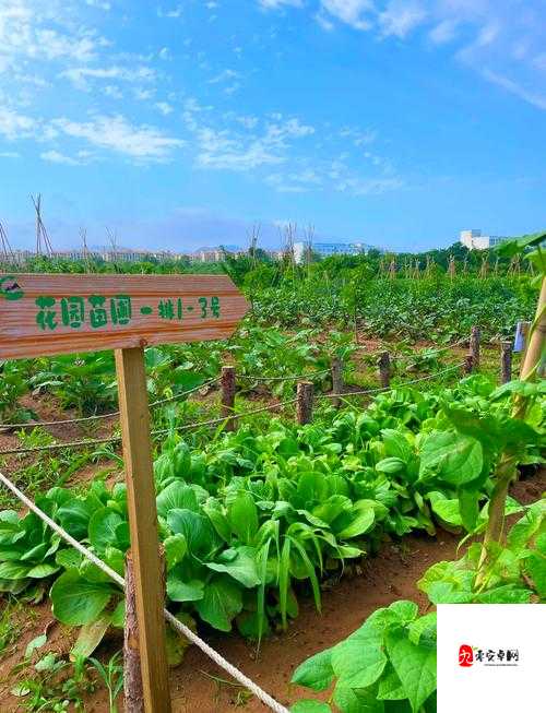 金色农场种植大揭秘,解锁你的田园梦想新玩法