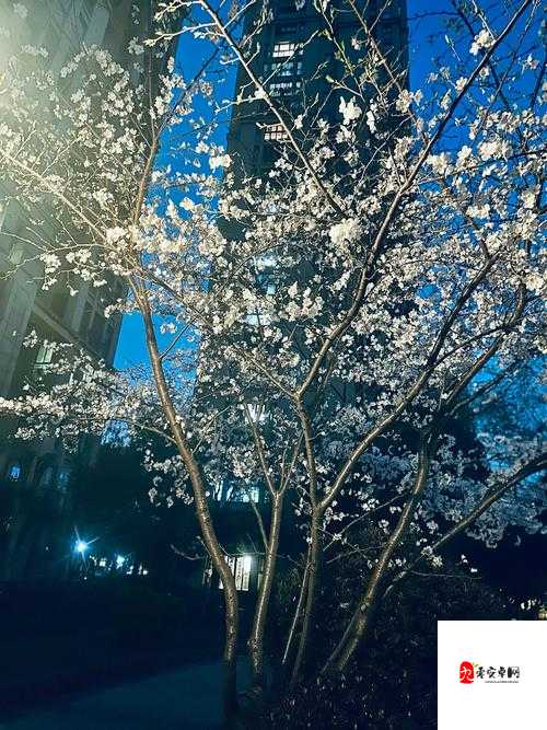 樱花绽放的小镇,揭秘我的小镇大酒店魅力所在