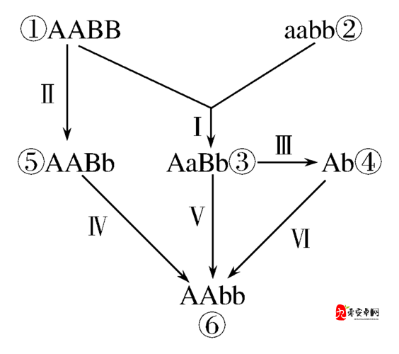 AABB 与 AAAA 的区别:探究二者在形式和内涵上的差异