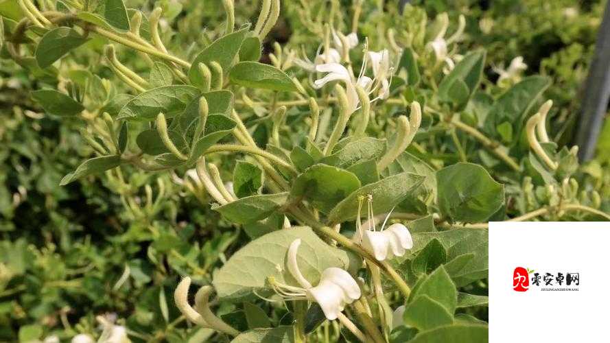 深度开发 pop 金银花:打造特色产业助力乡村振兴新途径