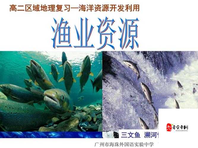 海洋阵容,资源管理中的瑰宝与策略