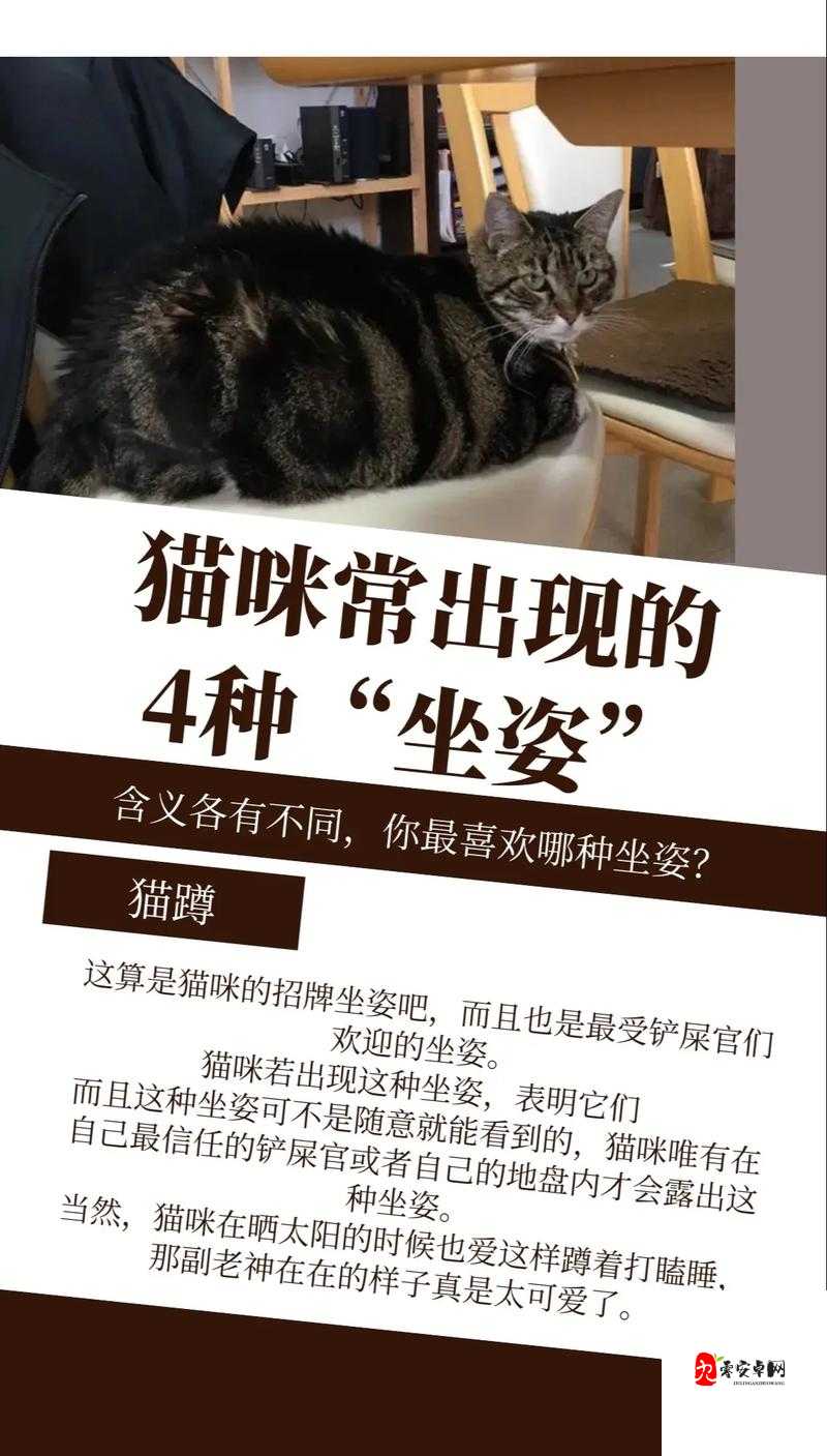 小猫咪大城市日常美容动作怎么获得:新手养猫必备教程