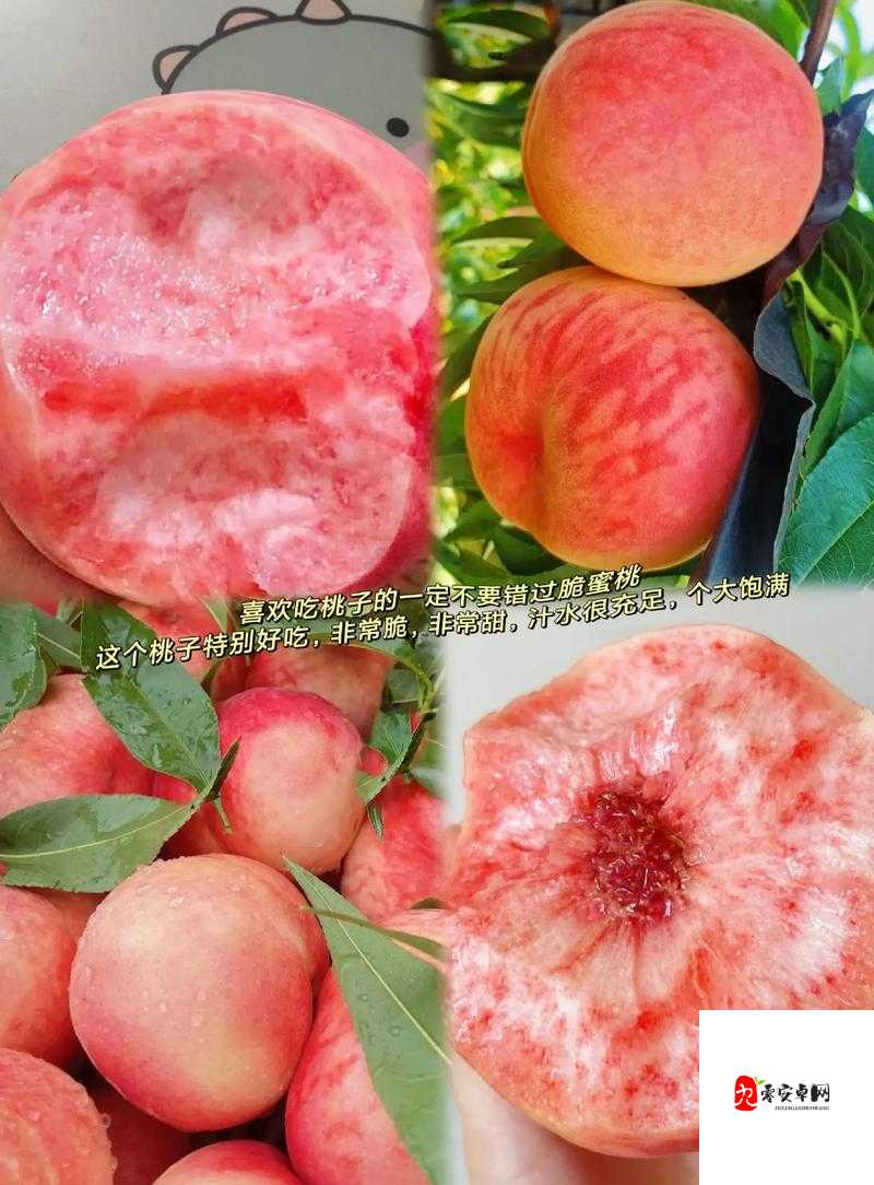 巨无霸水蜜桃 4399 :独特美味的水果之选