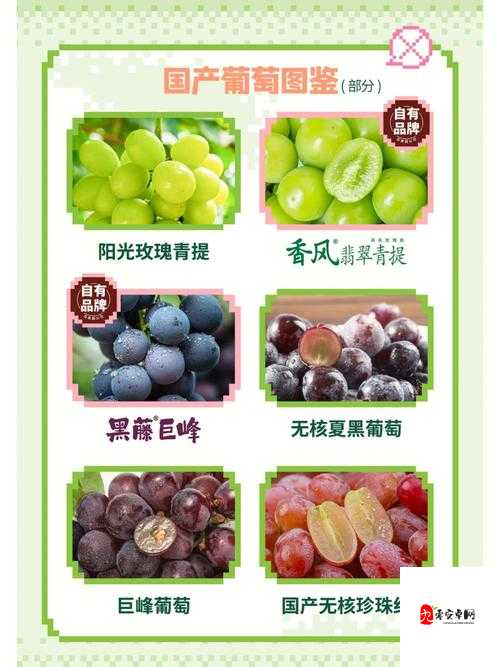 江湖悠悠,葡萄图鉴里的甜蜜探索之旅