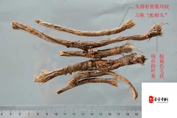 江湖悠悠,探寻药材图鉴的奇妙之旅