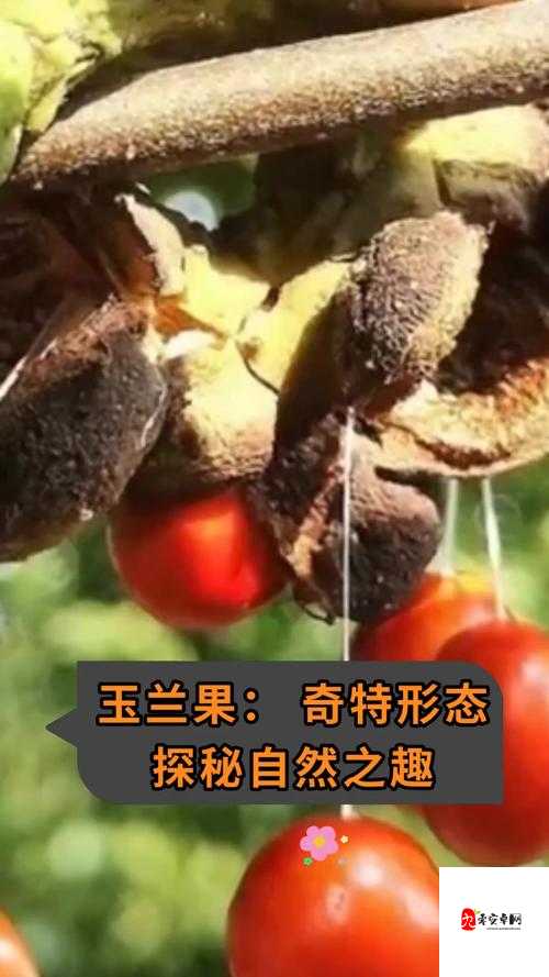 探秘果林深处,寻找那颗与众不同的苹果