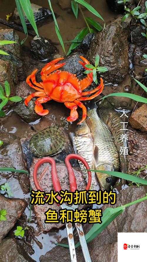 大闸蟹与鱼的价格之谜,揭秘鱼的真正价值