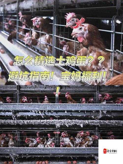 小东母鸡下的蛋,归属权大揭秘!