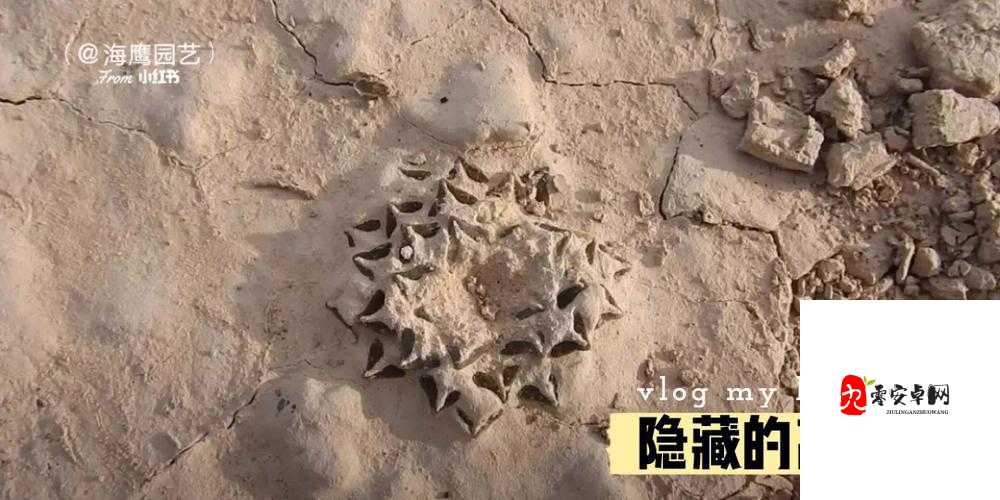 隐藏的家伙第六关海滩,解锁隐藏高手的秘籍