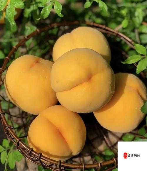 9612 黄桃亚洲品质蘑菇:令人惊艳的优质食材之选