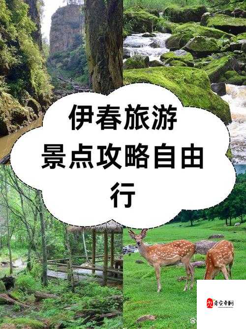 伊春园 2025 入口直达大象:带你领略独特的奇妙之旅