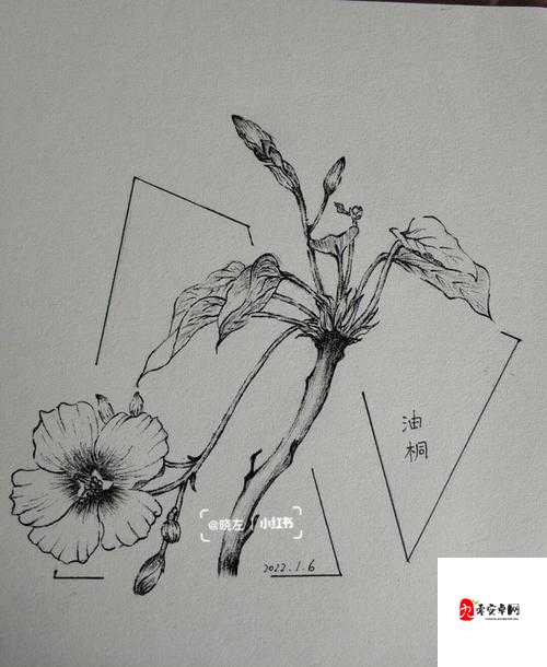 花与剑,油桐树种子的获取与管理艺术
