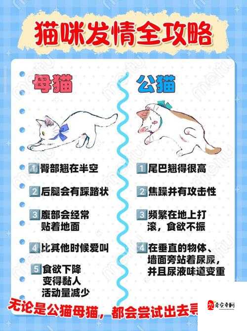 伊洛纳银猫捕捉指南,揭秘银猫出没的神秘地点