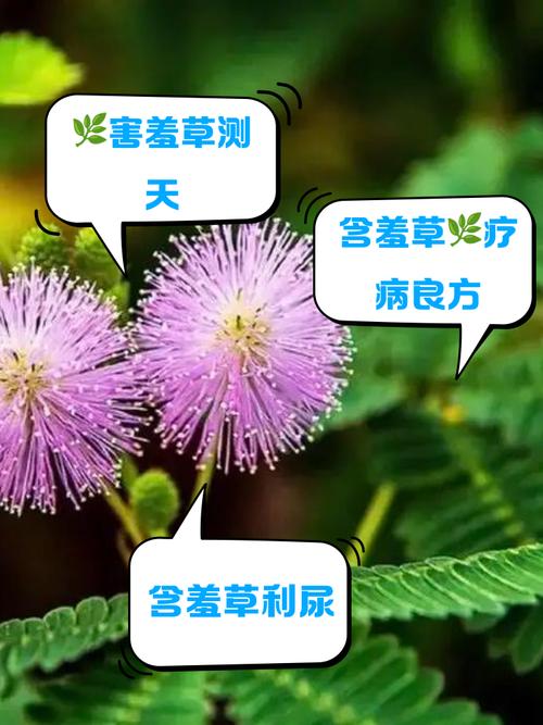 含羞草的羞涩之态:探索性爱的奥秘