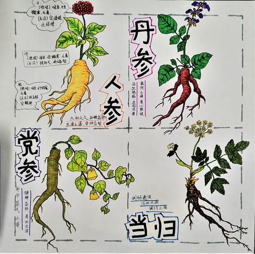 小鸡宝宝考考你,揭秘药学巨著本草纲目的真正作者