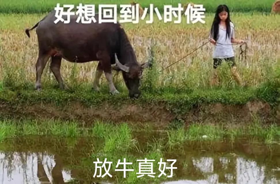 突然好想去放牛表情包,一场心灵与幽默的碰撞