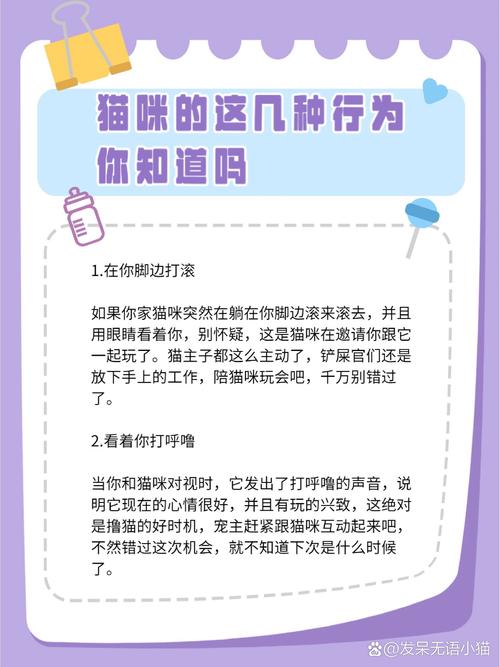 逃出猫咪的房间攻略大全,底层逻辑与操作映射深度解析