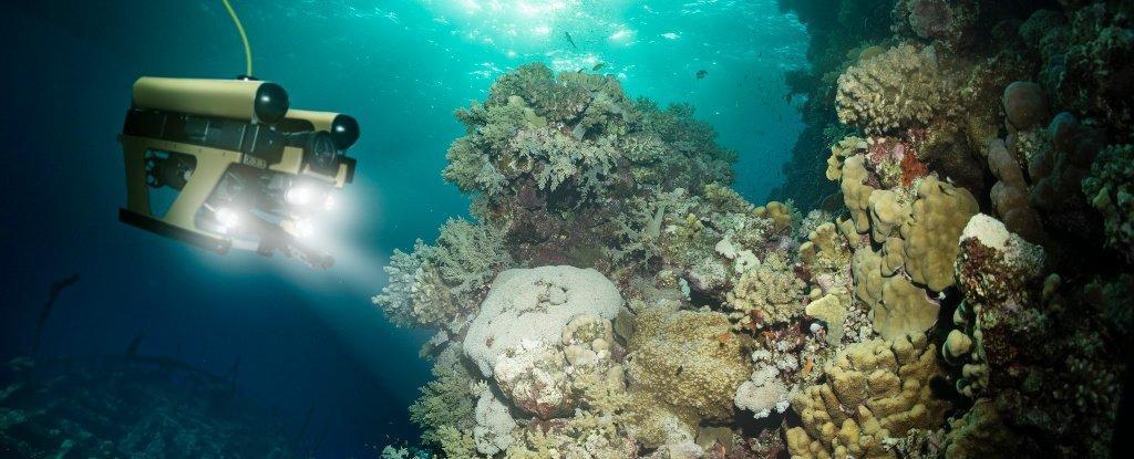 黑人摘花小处流白浆视频揭秘:自然奇观背后的科学原理与生态影响