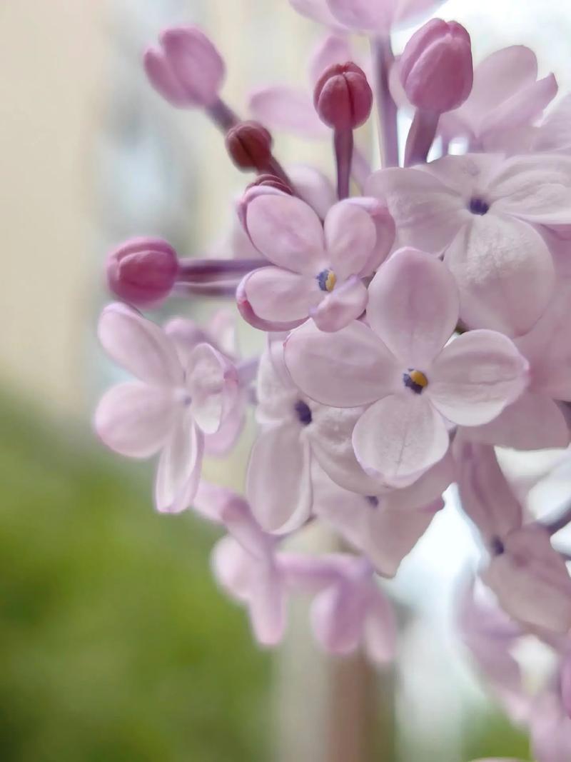 五月丁香花开,你是否了解它的花语和寓意?