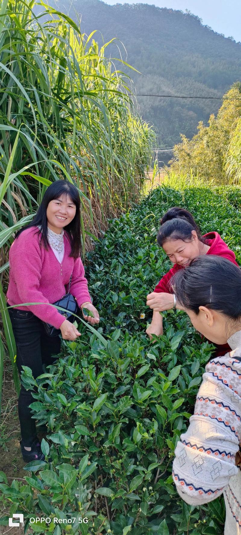 一亿小目标2采茶女攻略方法,采茶女相识方法一览