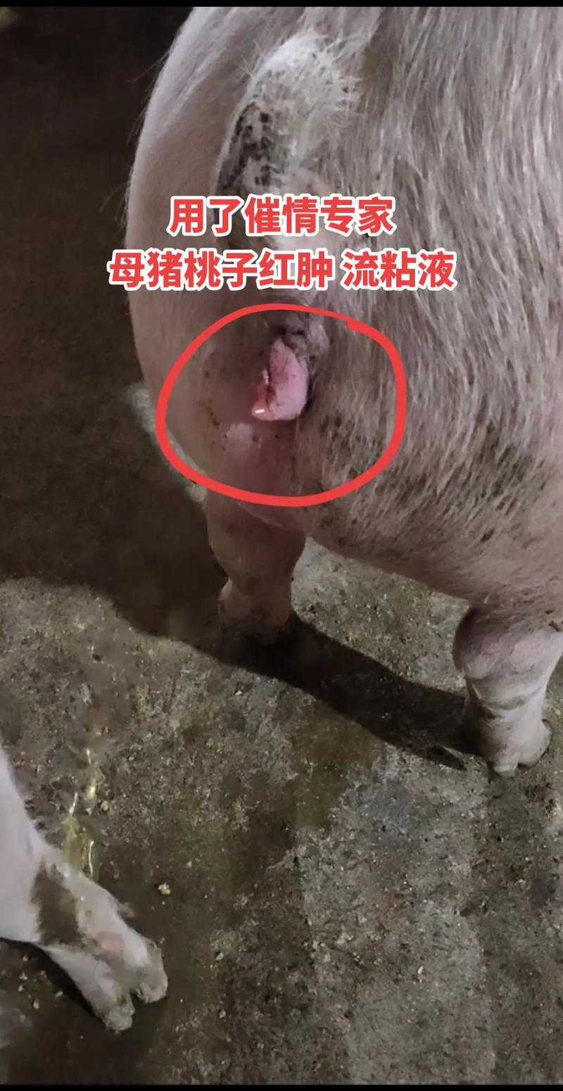 母猪水门照片大揭秘带你了解母猪水门的真实模样及相关特征请注意,展示这类照片可能涉及到不适当或不文明的内容,在实际应用中需谨慎考虑其合理性和必要性