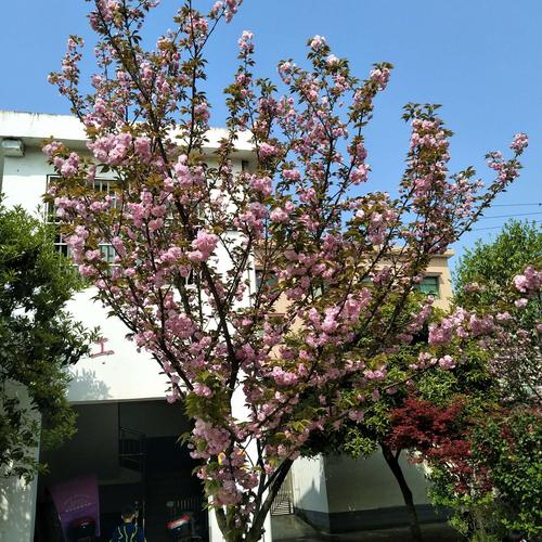 消防员是青马第二季樱花绽放:探索职业精神与自然美的完美融合