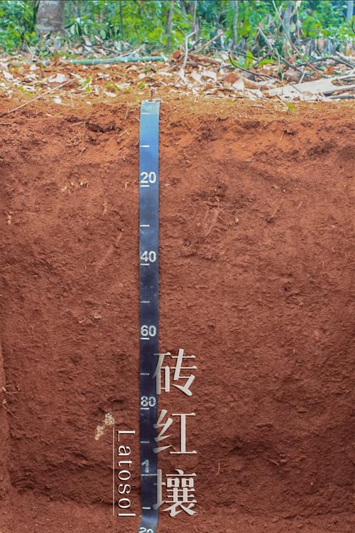 古代人生红壤地种什么最好?红壤地值得购买吗?