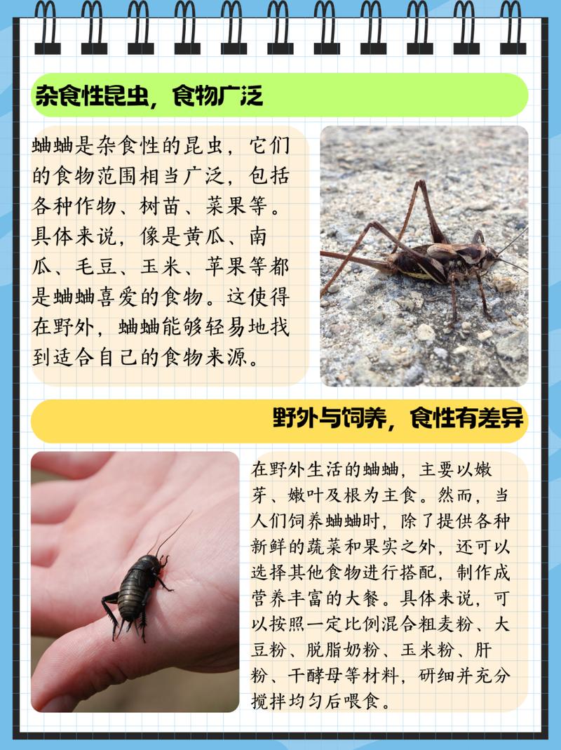 古代人生抓蟋蟀攻略,抓高品级蟋蟀技巧详解